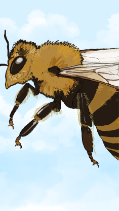 Wissenswertes über die Biene